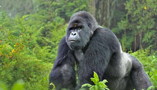 Mountain gorilla