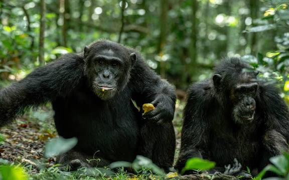 Chimpanzees in Budongo forest