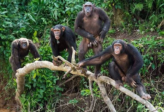 Budongo Primates & Forest Immersion: A 2-Day Chimpanzee Trekking Adventure